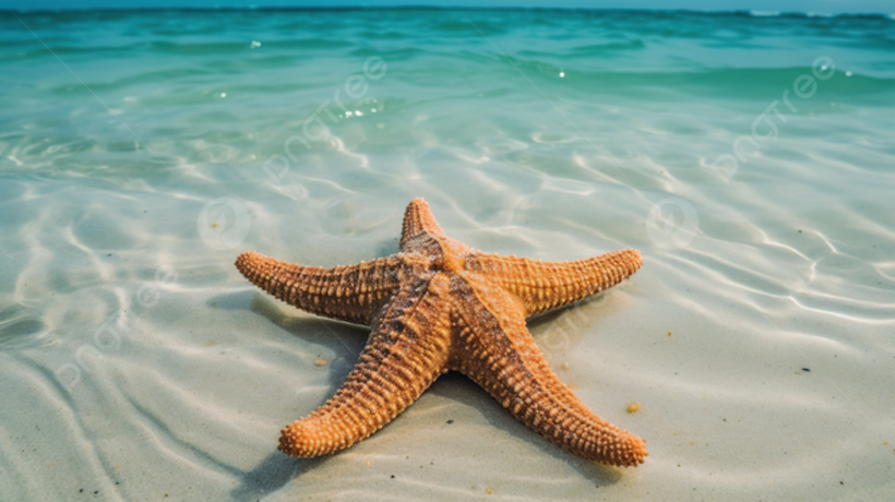 Một con sao biển. (Nguồn: Pngtree)