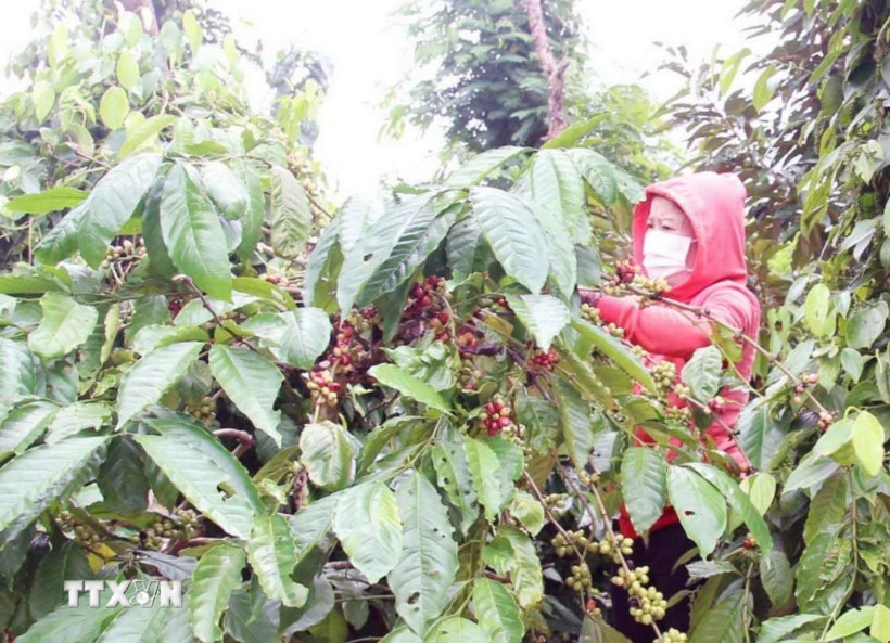 Nông dân trồng cà phê Robusta tại Đắk Lắk đang thu hoạch. (Ảnh: Kha Phạm/TTXVN)