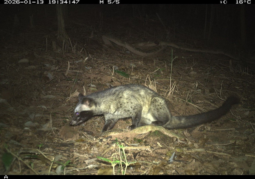 Việc ghi nhận được số lượng loài tương đối đa dạng thông qua phương pháp giám sát không xâm lấn cho thấy khu vực nghiên cứu vẫn còn duy trì các điều kiện sinh thái phù hợp cho sự tồn tại của nhiều nhóm động vật rừng. (Ảnh: BQL)