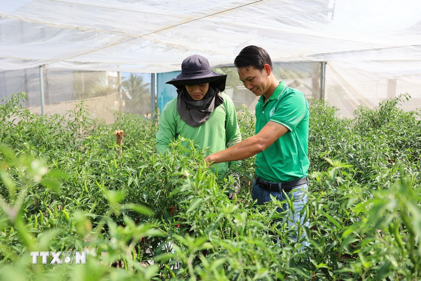 Anh Nguyễn Viết Tự (phải) và cán bộ kỹ thuật của hợp tác xã kiểm tra vườn ớt hiểm chuẩn bị thu hoạch để xuất khẩu đi các nước Châu Âu. (Ảnh: Hoàng Nhị/TTXVN)