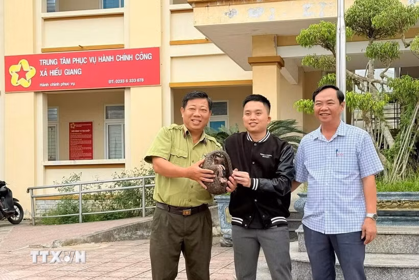 Cá thể tê tê có trọng lượng khoảng 3kg, thuộc nhóm IB, danh mục động vật rừng nguy cấp, quý, hiếm được người dân bàn giao. (Ảnh: TTXVN phát)