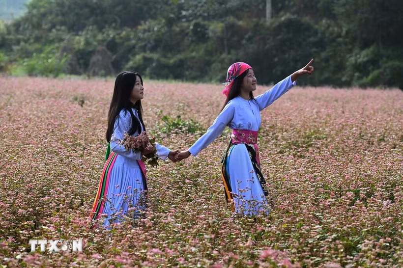 Nét hồn nhiên của hai thiếu nữ Mông khi dạo bước trên cánh đồng Tam giác mạch ở Đồng Văn. (Ảnh: Minh Tâm/TTXVN)