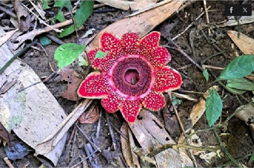 Địa nhãn Himalaya ghi nhận tại hiện trường tại tiểu khu 649. (Ảnh: Vườn quốc gia Phong Nha-Kẻ Bàng)