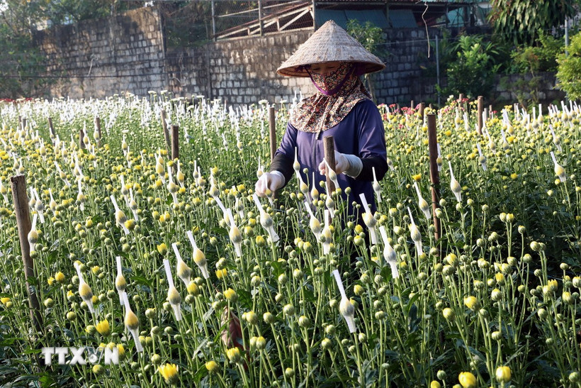 Chăm sóc hoa phục vụ thị trường Tết. (Ảnh: Đại Nghĩa/TTXVN)