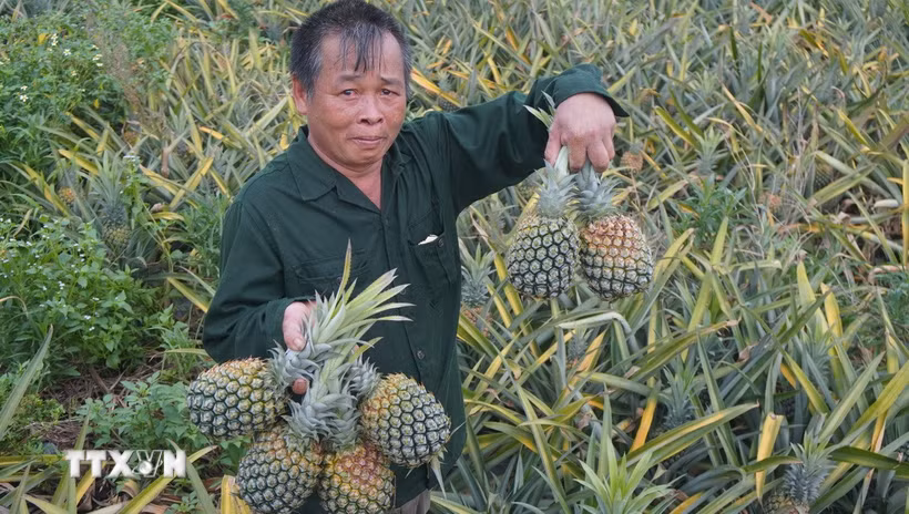 Người nông dân xót xa khi nhìn những ruộng dứa đã đến ngày thu hoạch nhưng đành phải bỏ chín nẫu vì giá đã thấp mà vẫn không có người mua. (Ảnh: Hoa Mai/TTXVN)