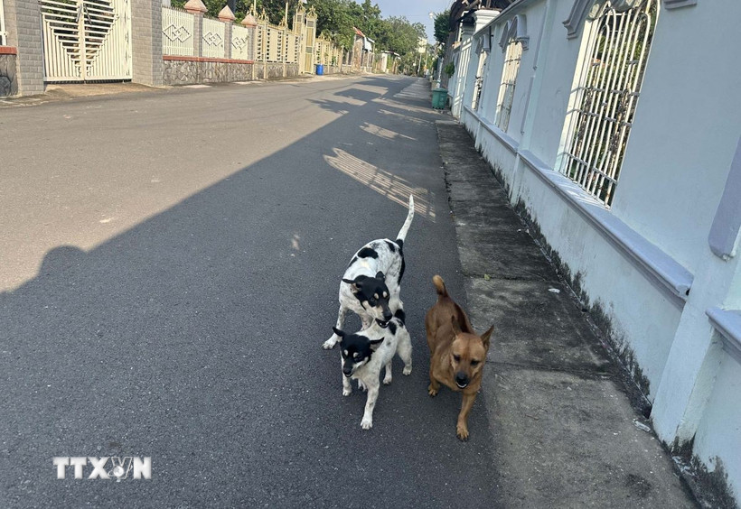 Nuôi chó thả rông trong khu dân cư khi không có các biện pháp bảo vệ tiềm ẩn nhiều nguy hiểm. (Ảnh: Đậu Tất Thành/TTXVN)