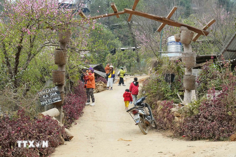 Nhiều đoàn leo núi dừng lại để chụp ảnh hoa đào nở bung tại bản du lịch cộng đồng Sin Suối Hồ (Lai Châu). (Ảnh: Nguyễn Oanh/TTXVN)