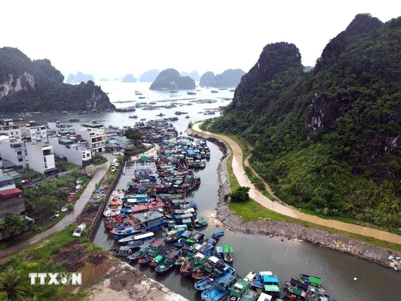 Tàu cá của ngư dân tránh trú bão tại khu vực cảng Cái Rồng, Đặc khu Vân Đồn, tỉnh Quảng Ninh.( Ảnh: TTXVN phát)