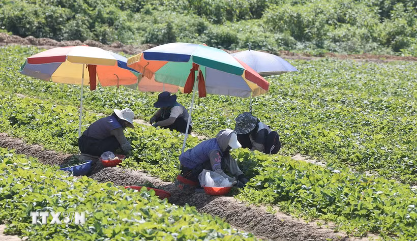 Nông dân làm việc trên cánh đồng dưới trời nắng gay gắt tại Nam Gyeongsang, Hàn Quốc. (Ảnh: Yonhap/TTXVN phát)