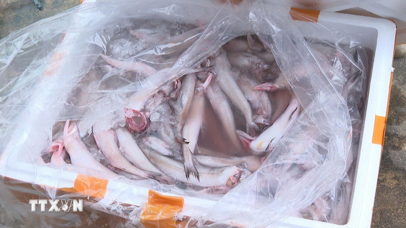 Số cá khoai sử dụng chất cấm (Formol) để bảo quản bị lực lượng chức năng thu giữ. (Ảnh: TTXVN phát)