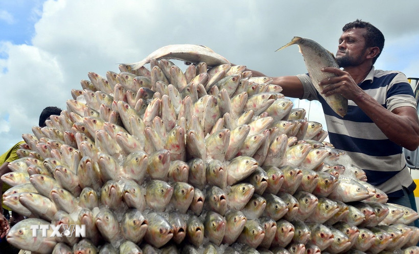  (Tư liệu) Người dân bày bán cá hilsa tại Chattogram, Bangladesh, ngày 25/7/2022. (Ảnh: THX/TTXVN)