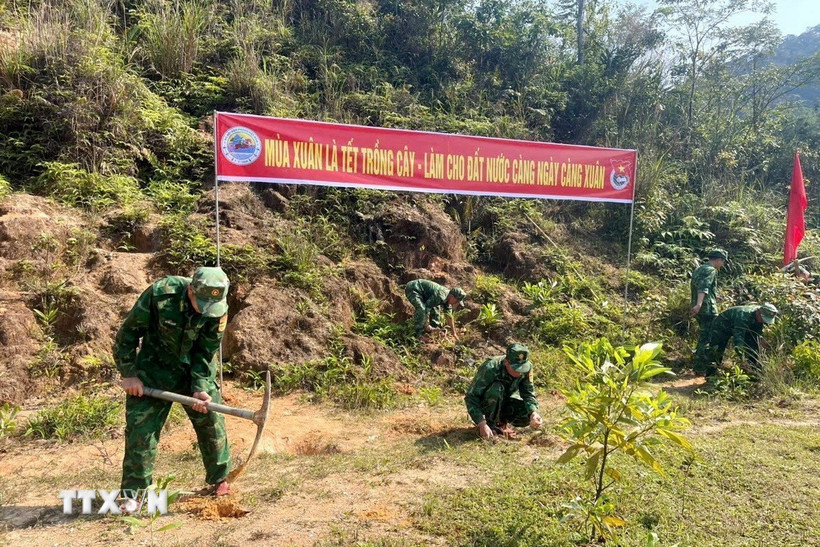 Bộ đội Biên phòng tỉnh Quảng Trị đồng loạt triển khai, tổ chức trồng hơn 25.000 cây xanh các loại hưởng ứng Tết trồng cây Xuân Bính Ngọ năm 2026. (Ảnh: TTXVN phát)