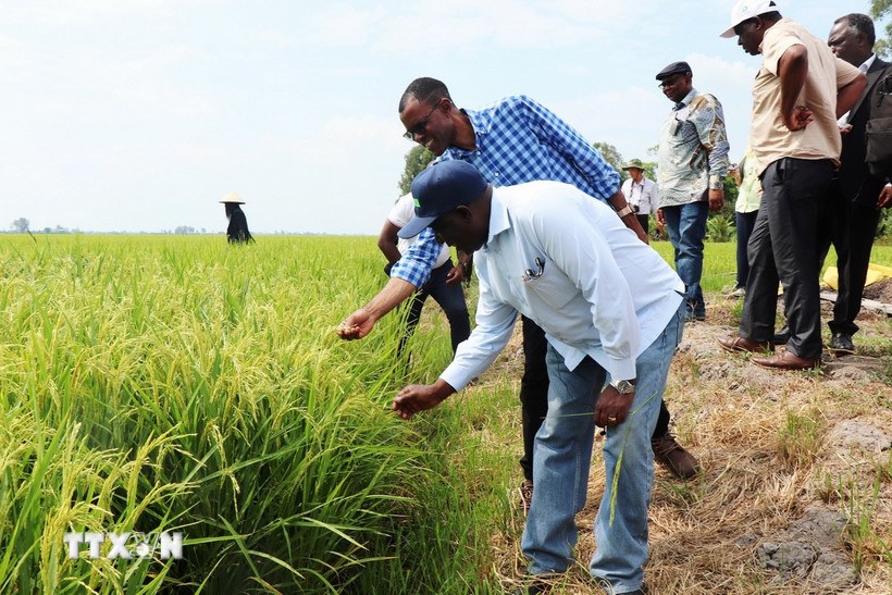 Bộ trưởng Bộ Nông nghiệp Zambia Reuben Mtolo Phiri (đầu tiên, bên trái) tìm hiểu về giống lúa OM19 được trồng tại Hợp tác xã Tiến Thuận. (Ảnh: Thu Hiền/TTXVN)