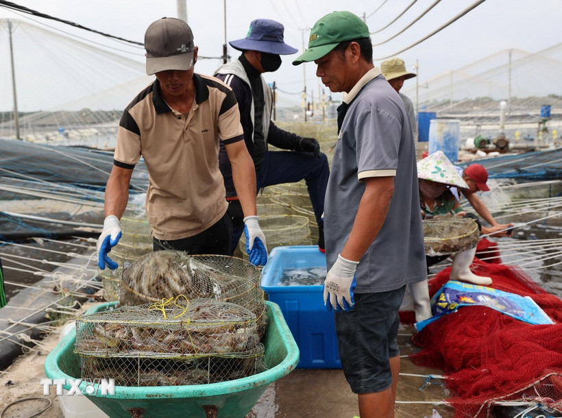 Với 34 tấn/lứa, trước đây hợp tác xã Chợ Bến chỉ cần 1 tuần là tiêu thụ hết, đến nay đã hơn 1 tháng vẫn chưa bán hết tôm nuôi trong các ao. (Ảnh: Hoàng Nhị/TTXVN)