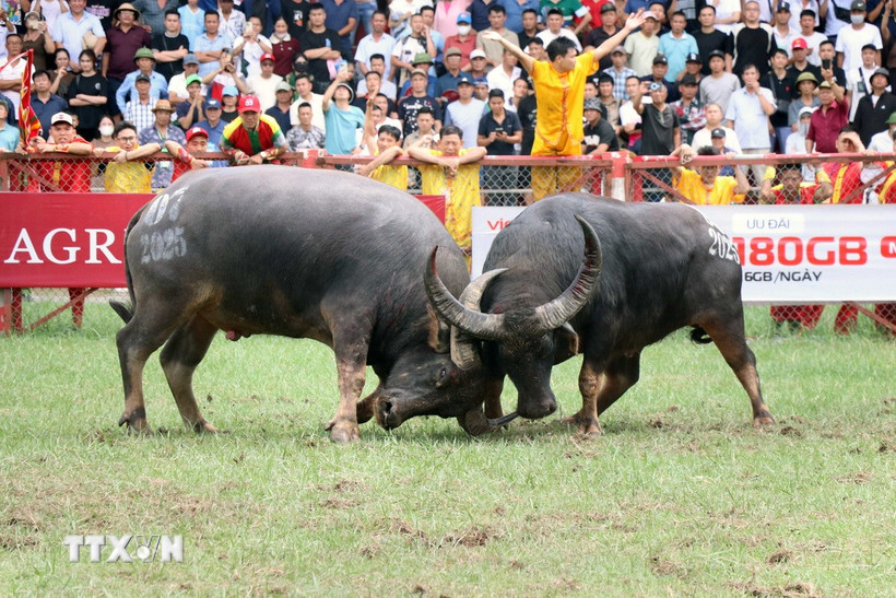 Những hình ảnh Lễ hội chọi trâu truyền thống Đồ Sơn-VTV 2025. (Ảnh: Hoàng Ngọc/TTXVN).