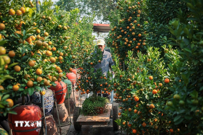 Quất Tứ Liên với quả to, đều, mã đẹp đã sẵn sàng phục vụ nhu cầu người dân dịp Tết nguyên đán. (Ảnh: Hoàng Hiếu/TTXVN)