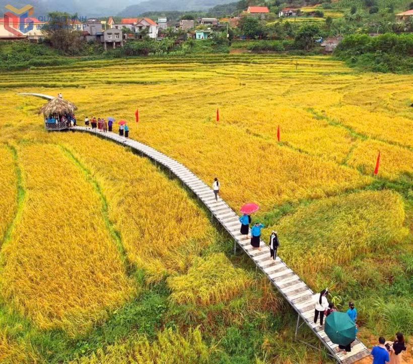 Các hoạt động của lễ hội sẽ diễn ra giữa những thửa ruộng bậc thang vàng óng. (Ảnh: Báo Quảng Ninh)