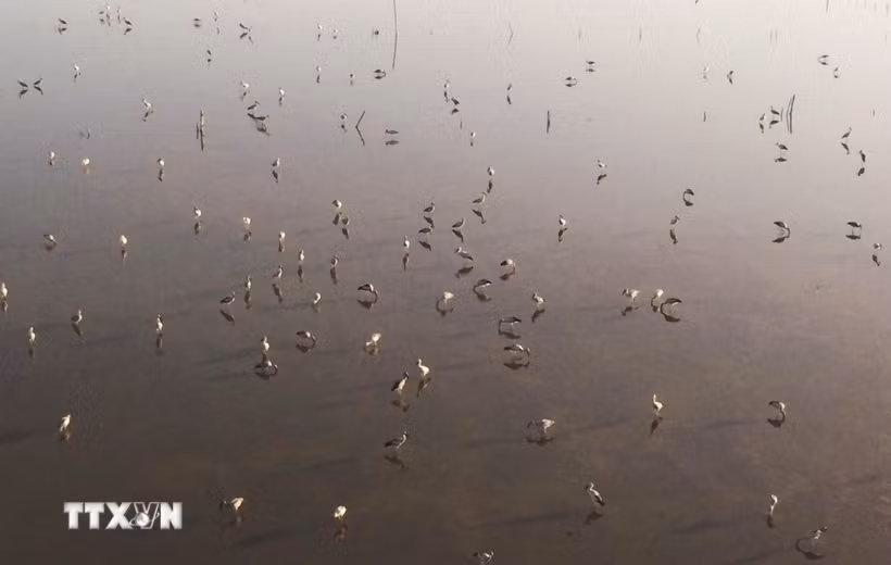 Hạt kiểm lâm Khu vực 9 nhận định đàn chim kiếm ăn ở đầm La Băng là cò nhạn không phải Sếu cổ đen quý hiếm. (Ảnh: Phạm Cường/TTXVN)