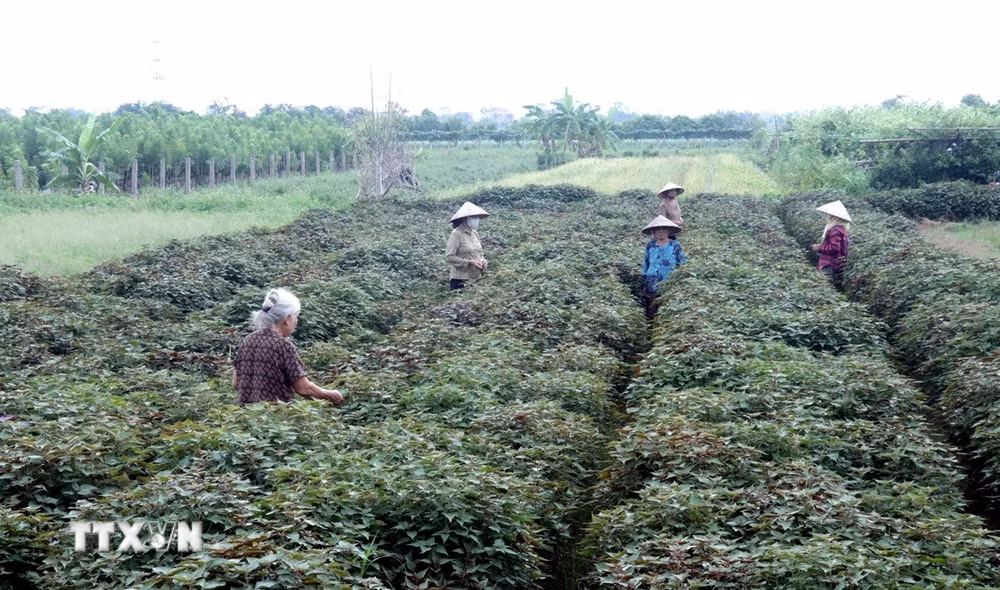 ttxvn-hung-yen-hieu-qua-tu-vung-chuyen-canh-duoc-lieu-an-mai-1.jpg