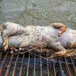 Hồ thủy lợi lớn nhất Việt Nam “kêu cứu” vì tình trạng xác động vật chết