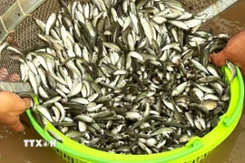 Vào mùa lũ, cá linh chiếm số lượng áp đảo danh sách thủy tộc trong môi trường sông nước tự nhiên. (Ảnh: Công Mạo/TTXVN)