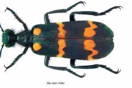 Sâu ban miêu.