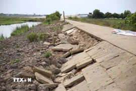 Sạt lở, xói mòn nghiêm trọng trên tuyến đê bao bảo vệ vùng trồng lúa trọng điểm phía Nam tỉnh Quảng Trị. (Ảnh: Thanh Thủy/TTXVN)