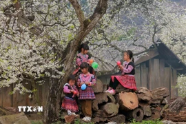 Những em nhỏ dân tộc Mông vui chơi dưới những cây mận đang thi nhau đua nở hoa trắng xóa. (Ảnh: Quang Quyết/TTXVN)