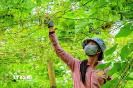 Người dân núi Cấm thu hoạch su nụ. (Ảnh: Công Mạo/TTXVN)