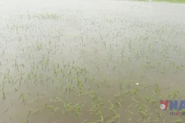 Gần 8.000ha lúa ở Quảng Trị bị ngập úng do mưa lớn