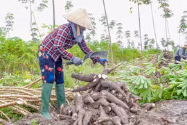 Nông dân Tây Ninh thu hoạch củ sắn. (Ảnh: Giang Phương/TTXVN)