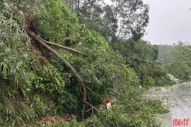 Nhiều cây gãy đổ, chắn ngang đường Quốc lộ 8A đoạn qua xã Kim Hoa. (Nguồn: Báo Hà Tĩnh)