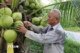 Ông Kim Văn Thành tại xã Song Lộc (Vĩnh Long) chuyển đổi 1,2ha đất trồng lúa sang trồng dừa 15 năm nay cho thu nhập tăng trên 10 lần so với trồng lúa. (Ảnh: Thanh Hòa/TTXVN)