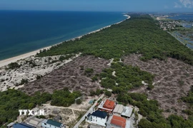 Hơn 3,14ha rừng đã bị khai thác trái phép. (Ảnh: Mai Trang/TTXVN)