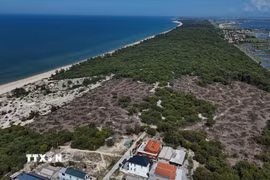 Hơn 3,14ha rừng đã bị khai thác trái phép. (Ảnh: Mai Trang/TTXVN)