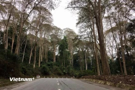 Rừng săng lẻ ở Vườn Quốc gia Pù Mát. (Ảnh: Hồng Hạnh/Vietnam+)