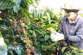 Thu hoạch càphê tại Gia Lai. (Ảnh: Hồng Điệp/TTXVN)