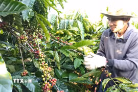 Thu hoạch càphê tại Gia Lai. (Ảnh: Hồng Điệp/TTXVN)
