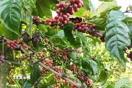 Diện tích canh tác càphê thông minh tại Gia Lai cho năng suất, chất lượng cao. (Ảnh: Hồng Điệp/TTXVN)