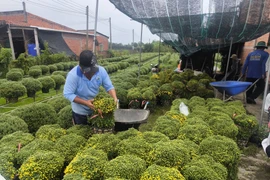 Chuẩn bị đóng gói cúc mâm xôi giao cho thương lái đi tiêu thụ. (Ảnh: Huỳnh Phúc Hậu/TTXVN)