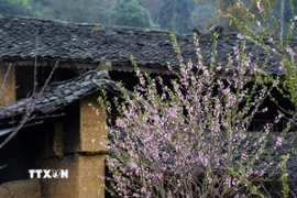 Sắc đào dưới những mái nhà lợp ngói âm dương của người Lô Lô ở Đồng Văn, Tuyên Quang. (Ảnh: Khánh Hòa/TTXVN)