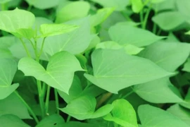 Rau lang. (Nguồn: Vietnam+)