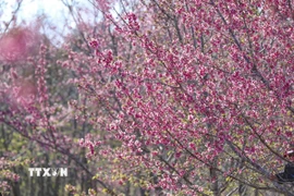 Hoa anh đào bung nở rực rỡ tại đảo hoa. (Ảnh: Xuân Tư/ TTXVN)