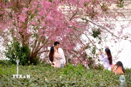 Du khách chụp ảnh cùng 1 cây mai anh đào cổ thụ tại phường Xuân Trường-Đà Lạt. (Ảnh: Chu Quốc Hùng/TTXVN)