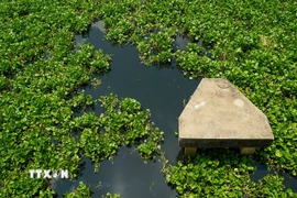 Nước sông chuyển màu đen kịt, bốc mùi hôi thối. (Ảnh: Giang Phương/TTXVN)