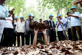 Du khách thích thú khi được "mục sở thị" cửa hầm ngụy trang vào địa đạo Củ Chi. (Ảnh: Hồng Đạt/TTXVN)