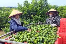 Người dân thôn Phú Lương, xã Bình Ca (Tuyên Quang) thu hoạch chanh. (Ảnh: Quang Cường/TTXVN)