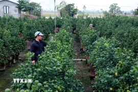 Người dân tích cực chỉnh dáng, chăm sóc để quất chín đúng độ Tết. (Ảnh: Nguyễn Lành/TTXVN)