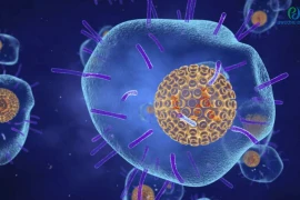 Virus thủy đậu còn được gọi là Varicella Zoster virus là tác nhân gây ra bệnh zona thần kinh.