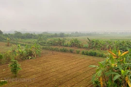 Vùng đất bãi sông Hồng. (Ảnh: Hùng Nguyễn/Vietnam+)